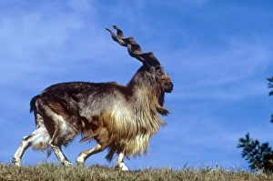 Tadjik Markhor male Capra falconeri heptneri KF-7971. Art