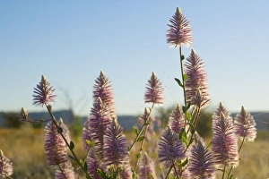Tall Mulla Mulla - bunch of filigrane and hairy individual blossoms in full bloom Tall Mulla Mulla - bunch of filigrane and hairy individual blossoms in full bloom