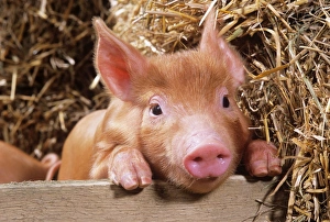 Tamworth Pig - piglet looking over pen Tamworth Pig - piglet looking over pen