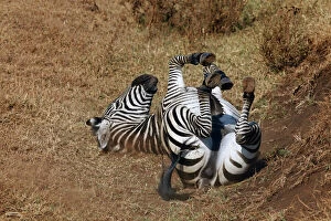 Tanzania, Ngorongoro Crater. Zebra rolling