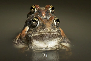 Tanzania Sand Frog - couple mating in water Tanzania Sand Frog - couple mating in water