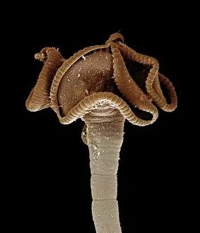 Tapeworm from Shark Print
