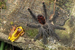 Tarantula / Bird Spider - with Treefrog (Dendropsophus sp.) Tarantula / Bird Spider - with Treefrog (Dendropsophus sp.)
