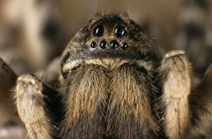 Images Dated 25th May 2007: Tarantula spider - close-up of face living in woods on river Tes-Hem bank