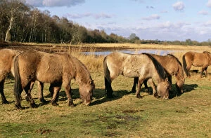 Tarpan HORSES - herd grazing