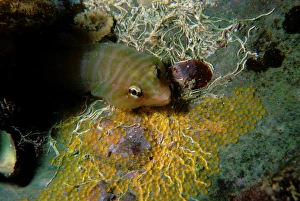 Tasmanian clingfish guarding eggs inside an old razor shell Tasmanian clingfish guarding eggs inside an old razor shell