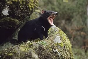 Images Dated 12th July 2003: Tasmanian Devil - With mouth wide open. Tasmania - Australia - Marsupial - Found throughout