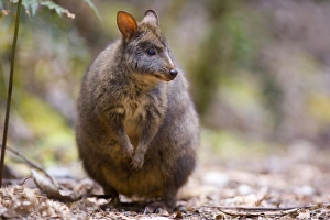 Tasmanian Pademelon - adult standing on its hind legs in lush temperate rainforest Tasmanian Pademelon - adult standing on its hind legs in lush temperate rainforest