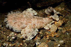 Tasseled Wobbygong Shark - Only found in the tropics this shark like it's southern Tasseled Wobbygong Shark - Only found in the tropics this shark like it's southern