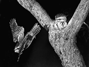 Tawny Frogmouths - pair at their nest in a Jarrah Tree in south-western Australia Tawny Frogmouths - pair at their nest in a Jarrah Tree in south-western Australia