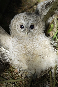 Tawny Owl - Fledgling on ground in defence pose Tawny Owl - Fledgling on ground in defence pose