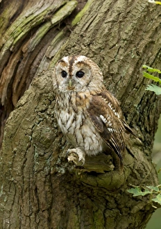 Tawny Owl - perched on a small branch on the side of an oak tree - August Tawny Owl - perched on a small branch on the side of an oak tree - August