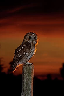 Images Dated 11th September 2009: Tawny Owl - on post at sunset - Bedfordshire UK 008115
