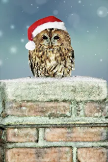 Tawny Owl - sitting on snowy chimney wearing Christmas hat Tawny Owl - sitting on snowy chimney wearing Christmas hat