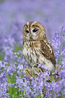 Bluebells Gallery: Tawny Owl - on tree stump in bluebell wood