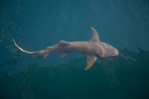 Tawny Shark - Off Raft Point Kimberley coast Tawny Shark - Off Raft Point Kimberley coast