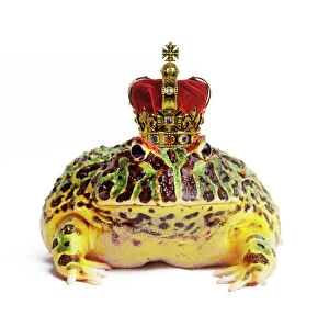 TEA-97-M Frog Prince - wearing crown