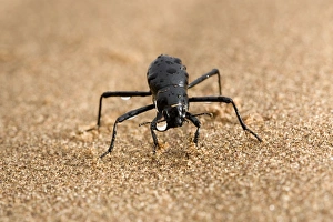 Tenebrionid Beetle - fog basking - using its body to drink water droplets Tenebrionid Beetle - fog basking - using its body to drink water droplets