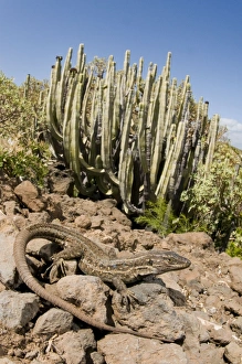 Tenerife Lizard - female - in typical habitat Tenerife Lizard - female - in typical habitat
