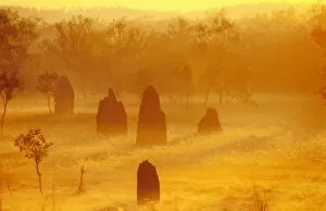 Nest Material Gallery: Termite mounds - at sunrise
