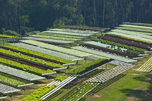 Terraced fields of macrobiotic farm, Pomona