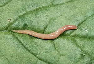 Wildlife Photography Cornwall Prints: Terrestrial Flat Worm Cornwall, UK