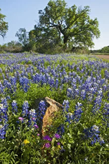 Images Dated 19th November 2012: Texas Bluebonnets (Lupinus texensis) in