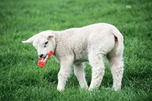 Texel Sheep - lamb playing with chocolate wrapping paper Texel Sheep - lamb playing with chocolate wrapping paper