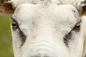 Texel Gallery: Texel Sheep male portrait Sctoland, United Kingdom