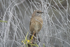 Thick-billed Grasswren. Formerly Western Grasswren Thick-billed Grasswren. Formerly Western Grasswren