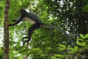Thomass Langur / Thomass Leaf Monkey - jumping Thomass Langur / Thomass Leaf Monkey - jumping