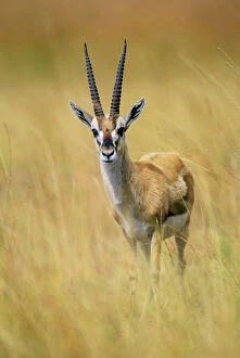 Images Dated 10th February 2009: Thomson's Gazelle - Male standing in long grass - Lake Nakuru - Kenya - Africa JFL00526