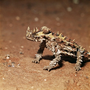 Thorny Devil (Lizard) Thorny Devil (Lizard)