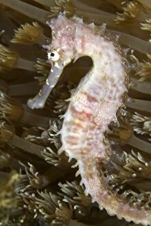 Images Dated 14th November 2010: Thorny Seahorse