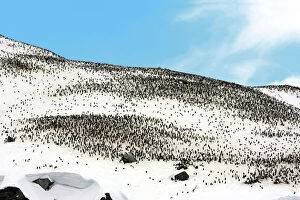 Gentoo Gallery: Thousands of Gentoo penguins and chicks