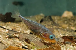 Images Dated 24th April 2010: Three-spined Stickleback