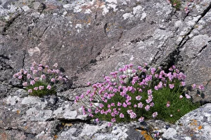Scottish Islands Gallery: Thrift growing on lichen covered rocks on coast
