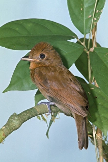 Thrush-like Manakin Thrush-like Manakin