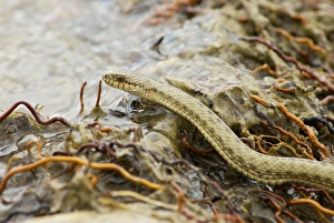 Tibetan Hot Spring Snake at around 4000 meters on the high plateau Tibetan Hot Spring Snake at around 4000 meters on the high plateau