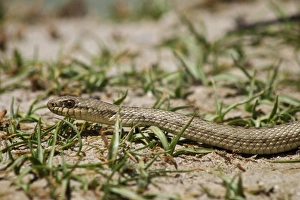Tibetan Hot Spring Snake - China Tibet Tibetan Hot Spring Snake - China Tibet