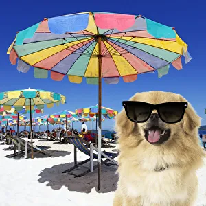 Tibetan Spaniels & Friends Umbrella Tibetan Spaniels & Friends Umbrella