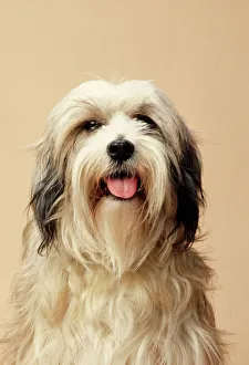 <b class=qtipBold><figcaption>Tibetan Terrier Dog</figcaption></b><br>JD-3708 Tibetan Terrier Dog John Daniels Please note that prints are for personal display purposes only and may not be reproduced in any way.<br><em>© John Daniels / ardea.com</em> Tibetan Terrier Dog