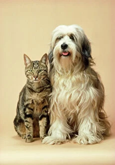 Images Dated 3rd August 2009: Tibetan Terrier Dog & Tabby Cat