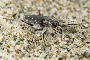 Tiger Beetle - in habitat Tiger Beetle - in habitat