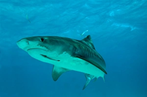 Tiger Shark - female - note hook damage in corner of mouth Tiger Shark - female - note hook damage in corner of mouth