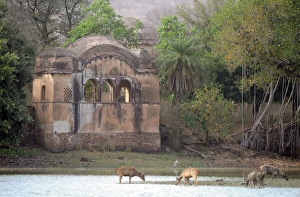 Tiger - watching Sambar Deer (Cervus unicolor) from Rajbagh Palace Tiger - watching Sambar Deer (Cervus unicolor) from Rajbagh Palace
