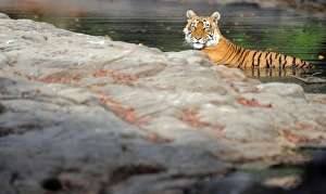 Tiger - in water pool - Ranthambhore National Park Tiger - in water pool - Ranthambhore National Park