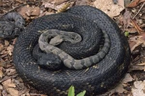 Images Dated 15th September 2003: Timber Rattlesnake - Northeastern United States - With young - Venomous pit vipers widely