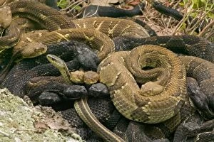 Temperature Control Collection: Timber Rattlesnakes - Gravid females basking to bring young to term. Venomous pitvipers