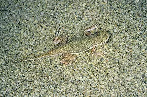 Toadheaded Agamid Lizard - uses its camouflage colouring to hide - presses itself into the sand